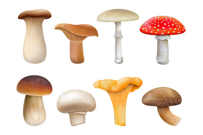 Realistic edible and inedible mushroom plants, fly agaric, chanterelle