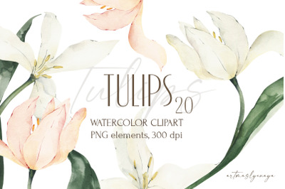 Watercolor Tulips clipart. Floral png collection. Pink, white flowers