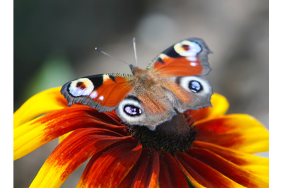 Aglais io, peacock butterfly close up.