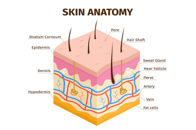 Human skin layers anatomy&2C; dermis&2C; epidermis and hypodermis tissue. Sk