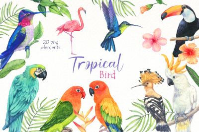 Watercolor tropical birds clipart Bundle | bird of paradise.