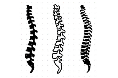 Spine, Spinal Cord SVG