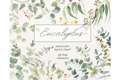 Watercolor Green eucalyptus clipart. Eucalyptus elements, leaves,