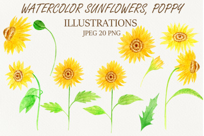 Watercolor set clipart Illustration Sunflowers Poppy