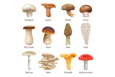 Realistic mushrooms, edible and inedible mushroom plants. Natural mush