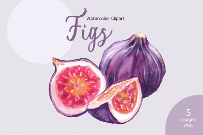 Watercolor clipart with figs. Fig purple fruits PNG