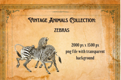 Vintage Zebra Illustration