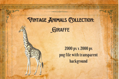 Vintage Giraffe Illustration