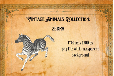 Vintage Zebra Illustration