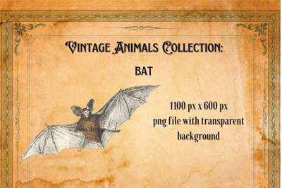 Vintage Bat Illustration