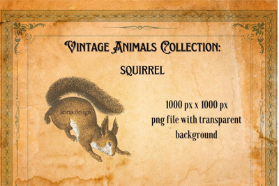 Vintage Squirrel Illustration
