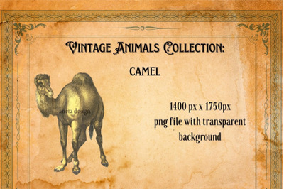 Vintage Camel Illustration