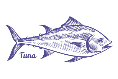 Tuna fish in sketch style. Sea animal icon