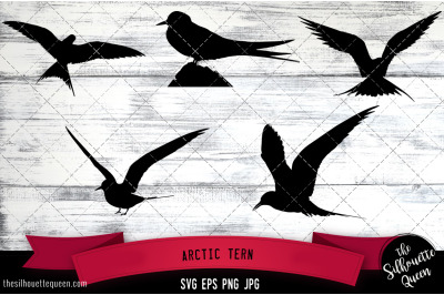 Arctic Tern Silhouette Vector SVG