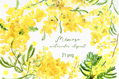 Mimosa floral watercolor clipart, spring flower sublimation