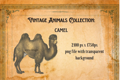 Vintage Illustration of Camel