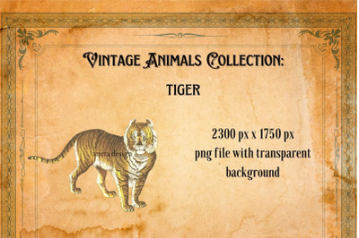 Vintage Tiger Illustration