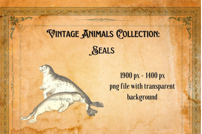 Vintage Seals Illustration