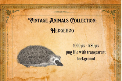 Vintage Hedgehog Illustration