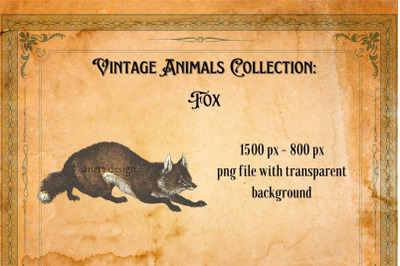 Vintage Fox Illustration