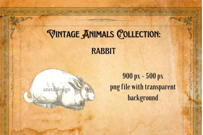 Vintage Rabbit Illustration