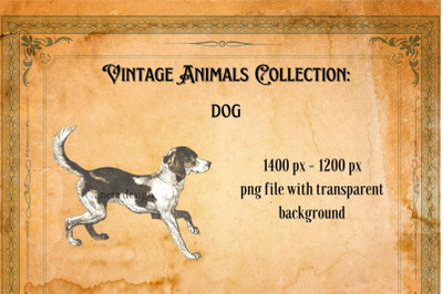 Vintage Dog Illustration