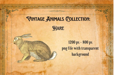 Vintage Hare Illustration