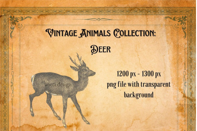 Vintage Deer Illustration