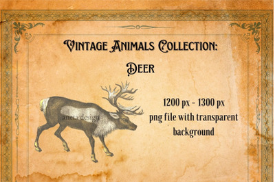 Vintage Deer Illustration