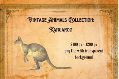 Vintage Kangaroo Illustration
