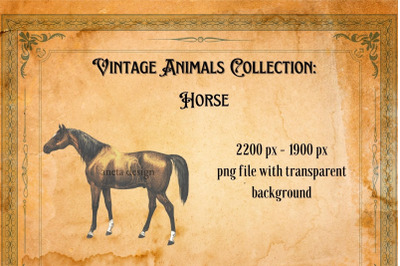 Vintage Horse Illustration