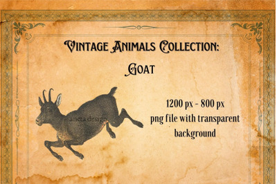 Vintage Goat Illustration
