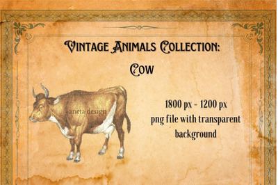 Vintage Cow Illustration