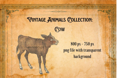 Vintage Cow Illustration