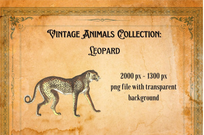 Vintage Leopard Illustration