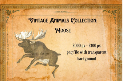 Vintage Moose Illustration