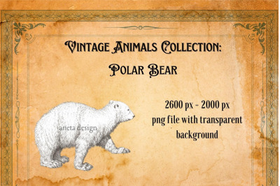 Vintage Polar Bear Illustration