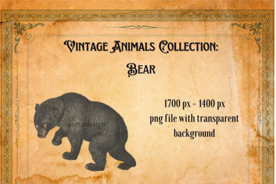 Vintage Bear Illustration