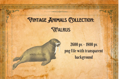 Vintage Illustration of Walrus