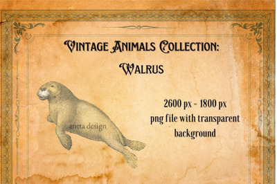 Vintage Illustration of Walrus