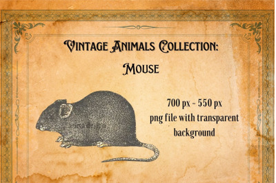 Vintage Mouse Illustration