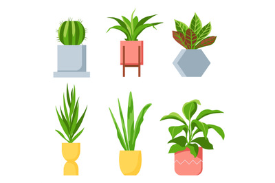 Pot plants. Different houseplants with green leaves, succulents and ca