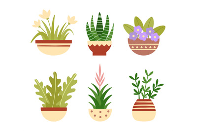 Home plants in pots. Botanical succulents, blooming flowers with green