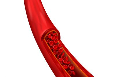 Blood vessel realistic element. Cardiovascular structure with detailed