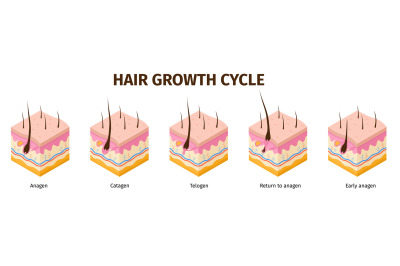 Isometric hair follicle growth cycle steps infographic. Skin anatomy m