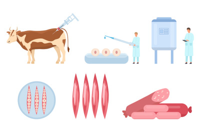 Flat artificial cultured beef meat production process. Cow biopsy, cel