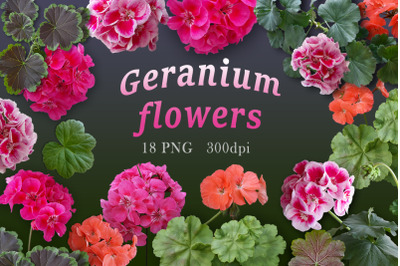 Flowers and leaves of geranium on a transparent background.