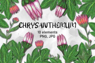 Chrysanthemum Flower Clipart.