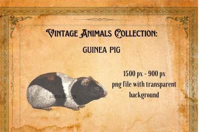 Vintage Guinea Pig Illustration
