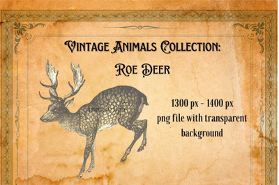 Vintage Roe Deer Illustration